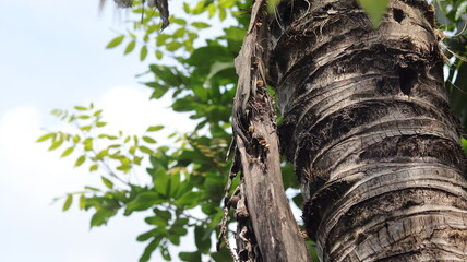 Wood fungus lives on the rotting fronds of coconut trees