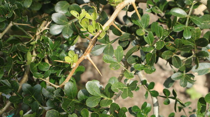 The wood apple tree or elephant apple tree (Limonia acidissima) has sharp thorns on its trunk, macro, blurred background