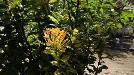 The yellow Ashoka ornamental plant flowers are blooming