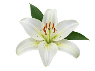 Obraz premium Elegant white lily flower with green leaves isolated on transparent background