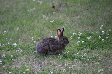 rabbit on the grass