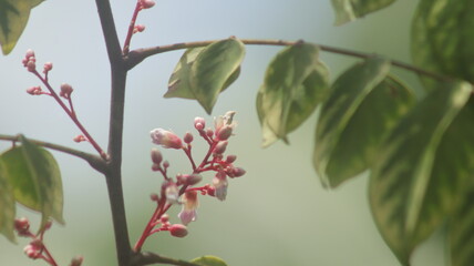 Pink starfruit flower buds ready to bloom, macro, blurred background