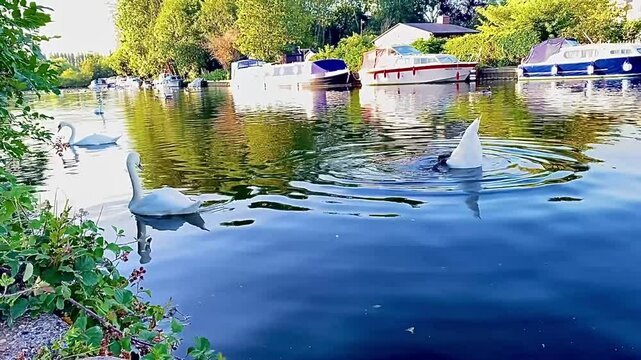 swans bobbing up and down in the water feeding in the river bank. Vibrant reflections in the water. Taken on a beautiful sunny morning in July 2025 on the River Thames in Reading, Berkshire. 