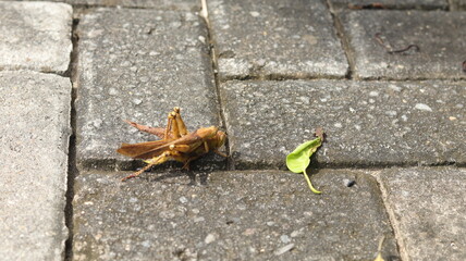A mating pair of brown grasshoppers crawls over to a green leaf to eat