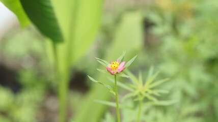 A Cosmos caudatus flower in bloom, macro, blurred background