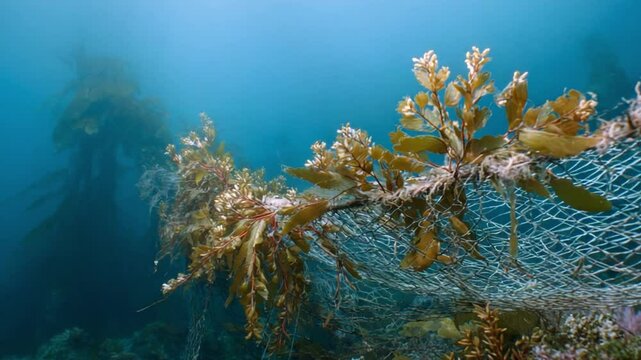 Marine Debris entanglement underwater: An underwater perspective reveals the impact of marine debris, with a discarded fishing net entangled with sea plants.