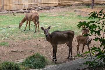 Wild antelope grazing peacefully in a natural habitat, surrounded by green grass, trees, and rustic fencing in a serene outdoor environment