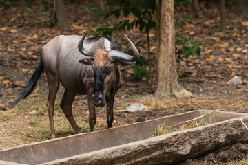 Close-Up View of a Single Wildebeest Grazing Near a Feeding Trough in a Natural Habitat Surrounded...