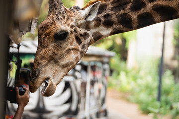 Close-Up of a Giraffe's Head Interacting with People at a Zoo, Featuring Unique Patterns and...