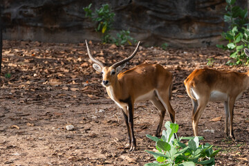 Brown antelope standing in natural habitat with soft sunlight, showcasing unique horns and graceful...