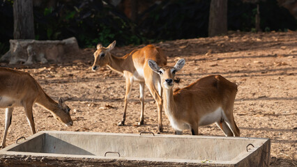Young Antelope Family in Natural Habitat Grazing and Drinking Water in Wildlife Sanctuary under Bright Sunlight and Green Trees