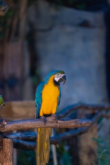 Vibrant Blue and Yellow Macaw Perched on a Wooden Branch in a Lush Green Habitat with Soft Natural Light Surrounding It