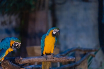Vibrant Blue and Yellow Macaw Birds Perched on Branch in Natural Habitat Captured in Evening Light...