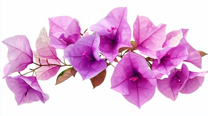 Vibrant Bougainvillea Bloom: Detailed Floral Arrangement on White Background