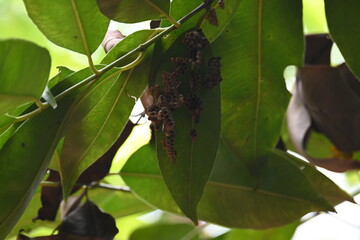 Paper wasps building their nest. Its common names Ropalidia marginata and Indian paper wasps. Paper...