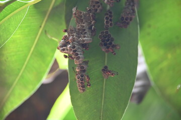 Paper wasps building their nest. Its common names Ropalidia marginata and Indian paper wasps. Paper...