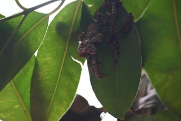 Paper wasps building their nest. Its common names Ropalidia marginata and Indian paper wasps. Paper...