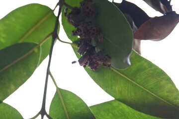 Paper wasps building their nest. Its common names Ropalidia marginata and Indian paper wasps. Paper...