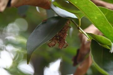 Paper wasps building their nest. Its common names Ropalidia marginata and Indian paper wasps. Paper...