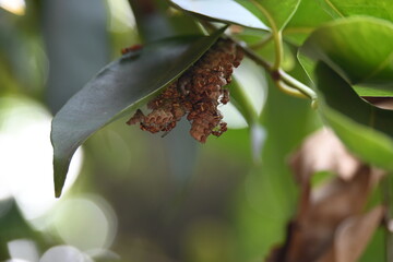 Paper wasps building their nest. Its common names Ropalidia marginata and Indian paper wasps. Paper...