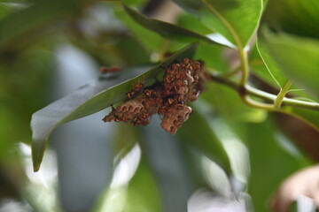 Paper wasps building their nest. Its common names Ropalidia marginata and Indian paper wasps. Paper...
