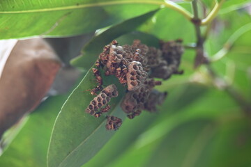 Paper wasps building their nest. Its common names Ropalidia marginata and Indian paper wasps. Paper...