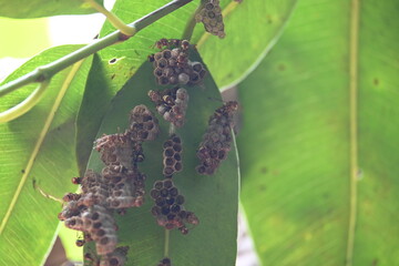 Paper wasps building their nest. Its common names Ropalidia marginata and Indian paper wasps. Paper...