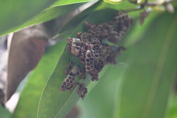 Paper wasps building their nest. Its common names Ropalidia marginata and Indian paper wasps. Paper...