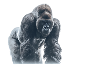 Powerful Gorilla Portrait