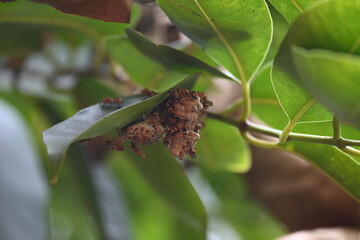 Paper wasps building their nest. Its common names Ropalidia marginata and Indian paper wasps. Paper...