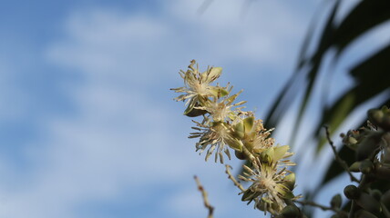 Palm flowers blooming very thickly, cloudy blue sky background