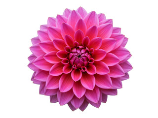 Close up of a vibrant pink dahlia flower with intricate petals isolated on transparent background