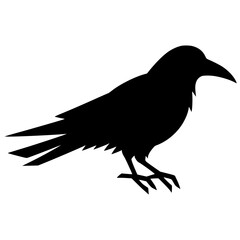 Silhouette of a crow shadow