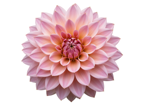 Close up of a beautiful pink dahlia flower with intricate petals isolated on transparent background