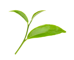 Green tea leaf isolated on white background