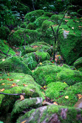 tropical forest with moss