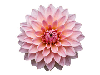 Fototapeta premium Close up of a delicate pink dahlia flower with many petals isolated on transparent background