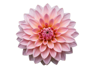 Close up of a delicate pink dahlia flower with many petals isolated on transparent background