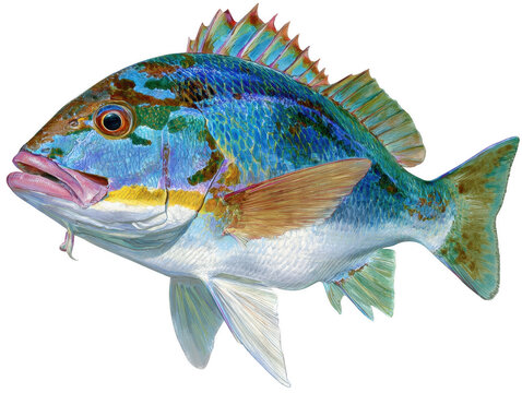 A vibrant illustration of a colorful mutton snapper fish detailed with shades of blue and pink isolated against a stark white background, ready to swim.