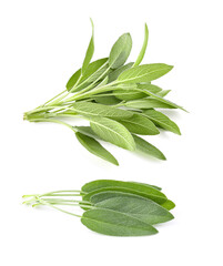 Fototapeta premium Sage herb isolated on white background