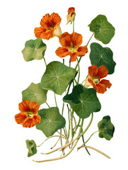 illustration of nasturtium flower isolated on transparent background.
