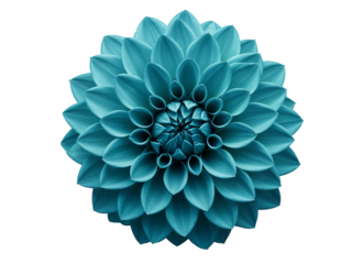 Close up of a teal dahlia flower with intricate petals isolated on transparent background