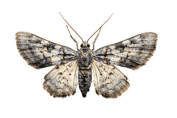 Close up of a moth with intricate wing details.