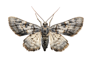 Close up of a moth with intricate wing details.