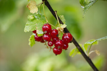 Vibrant red currants, glistening with fresh raindrops, hang on a leafy branch.
