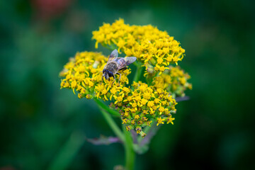 bee on flower