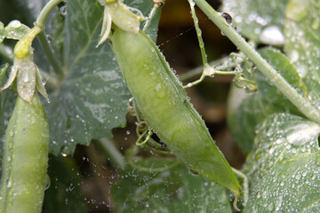 Fresh pea pod with glistening water droplets in a garden setting.