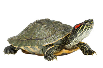 Red eared slider turtle isolated on black background