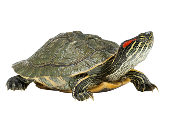 Red eared slider turtle isolated on black background