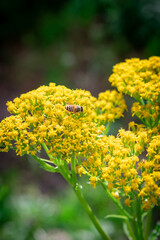 yellow flowers in the garden